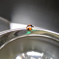 <p>... hat mich über 8 Km begleitet :-)<br mce_bogus="1"></p>